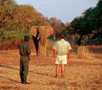 Walking in South Luangwa Walking in South Luangwa